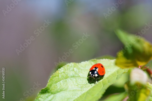 Ladybug on a colored background. Insects in nature.
