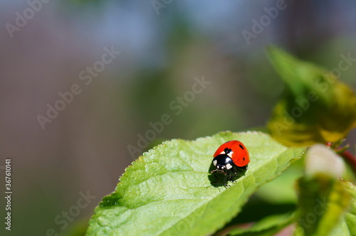 Ladybug on a colored background. Insects in nature. © Станислав 