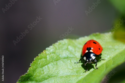 Ladybug on a colored background. Insects in nature. © Станислав 