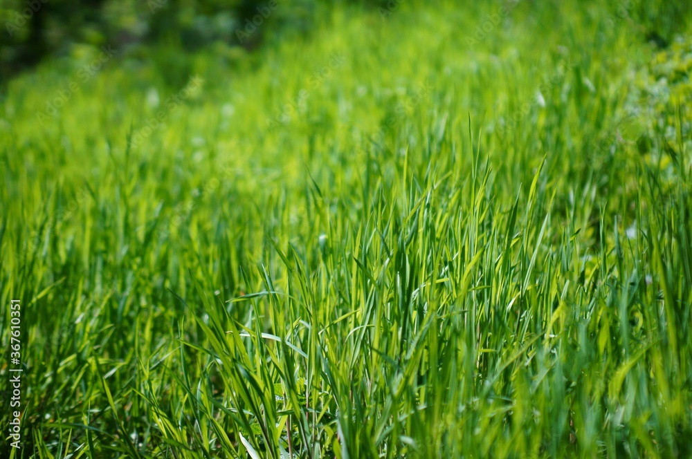 green grass background green grass background