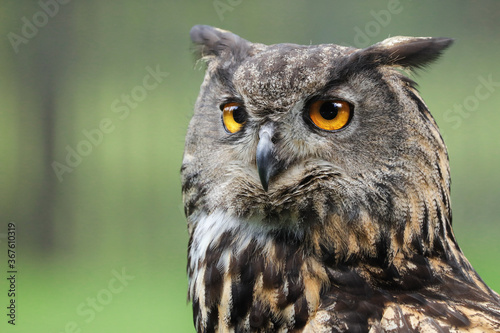 Portrait of an owl on a green background