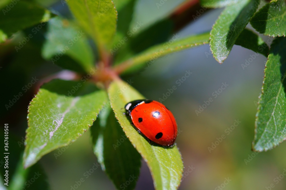 Obraz premium ladybug on leaf