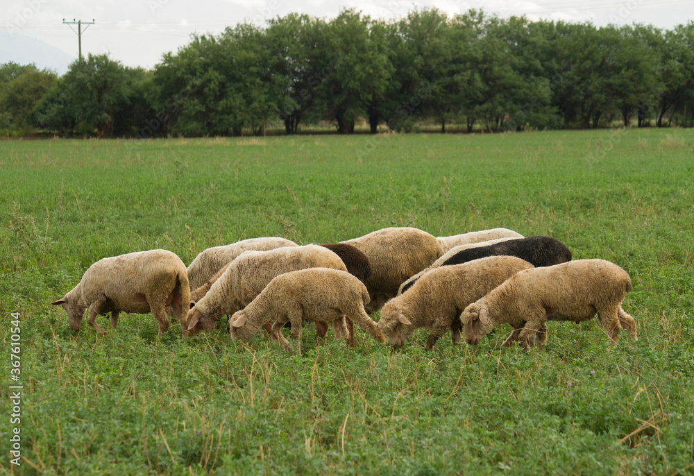 Rural scenic. Flock of sheep grazing in the alfalfa fields. Rural scenic. Flock of sheep grazing in the alfalfa fields.