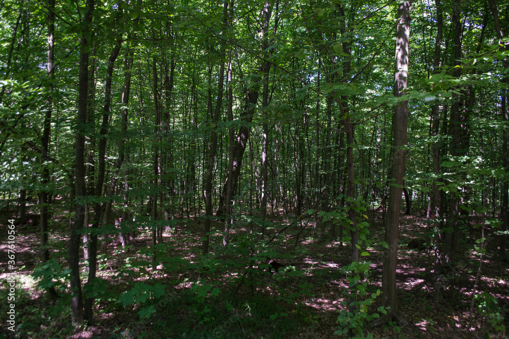 Obraz premium Summer forest landscape. Beautiful day.