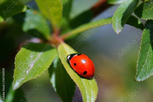 ladybug on leaf