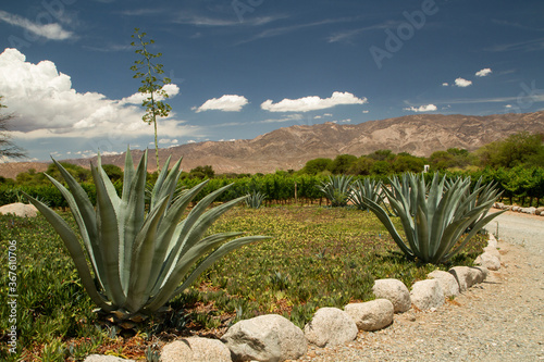 Rural landscaping. Beautiful winery garden with big blue Agave americana, also known as  Sentry plant, The long floral peduncle and flower. the road leads to the vineyard and grapevine plantation. 