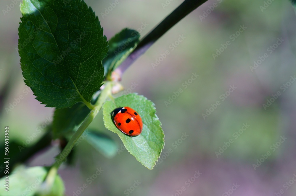 Fototapeta premium ladybird on a leaf