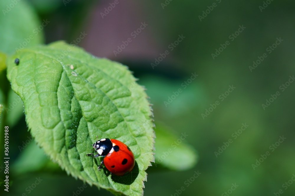 ladybug on a leaf ladybug on a leaf