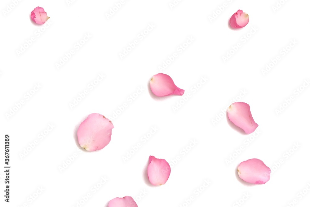 Blurred a group of sweet pink rose corollas on white isolated background with copy space and softy style 
