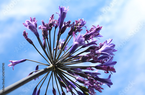 Fleurs violettes