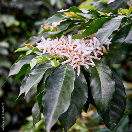 Branches with coffee flowers, grown in Colombia’s coffee axis