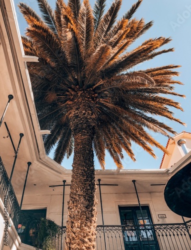 palmeira