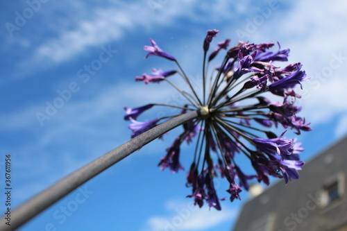 Fleurs violettes