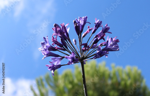 Fleurs violettes