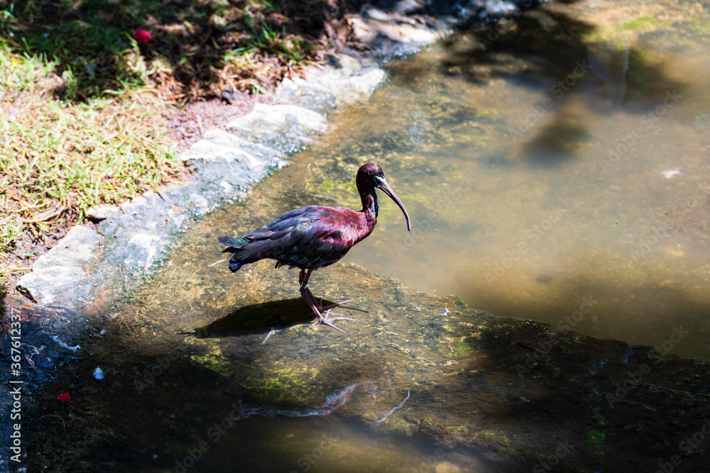 Naklejka premium Wild animals close up: The glossy ibis is a wading bird in the ibis family Threskiornithidae.