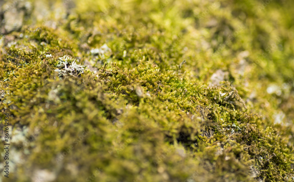 macro picture of tropical moss green background macro picture of tropical moss green background