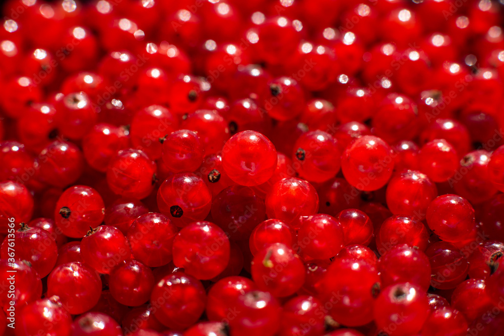 Red currant close up. Currant harvest Red currant close up. Currant harvest