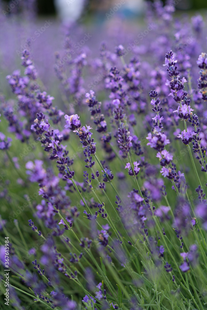 Obraz premium lavender