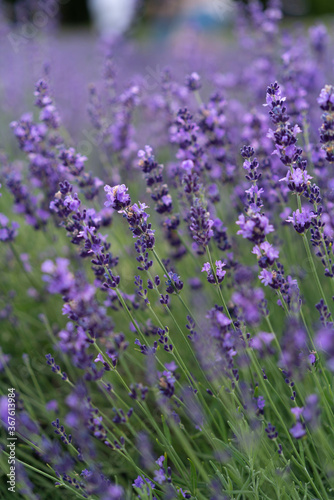 lavender