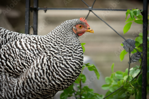 chicken on a farm