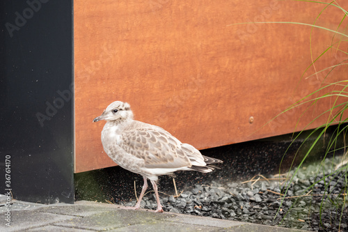 bird on the beach