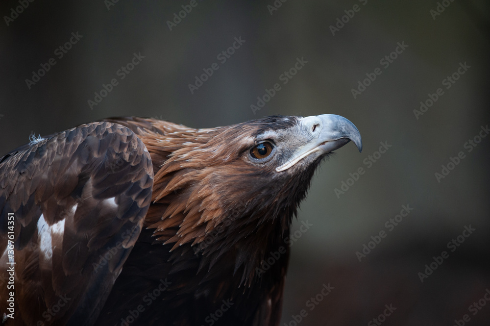 Beautiful eagle being curious