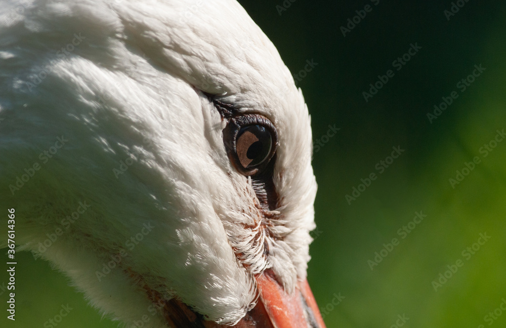 Beautiful stork eye closeup