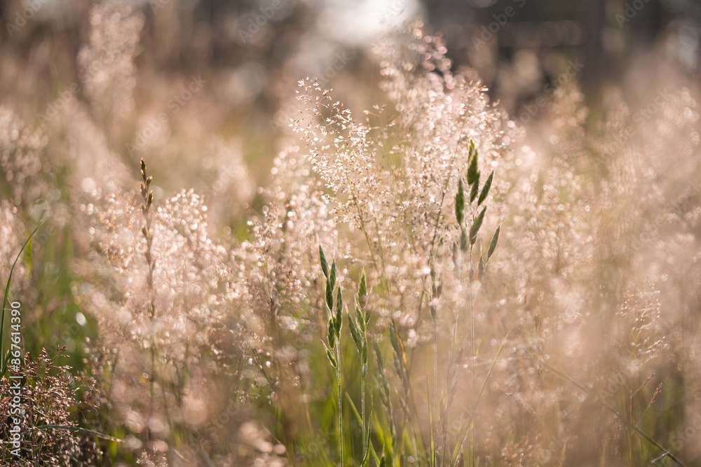 grass and water grass and water