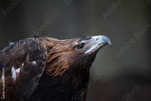 Obraz na płótnie Beautiful eagle being curious w salonie