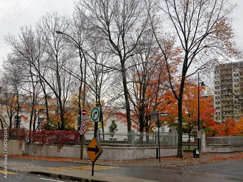 Autumn in the city with different trees