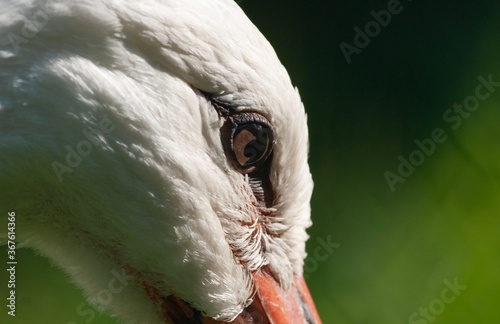 Obraz na płótnie Beautiful stork eye closeup w salonie