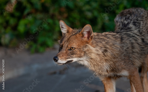 Obraz na płótnie Western Coyote posing in a summer day w salonie