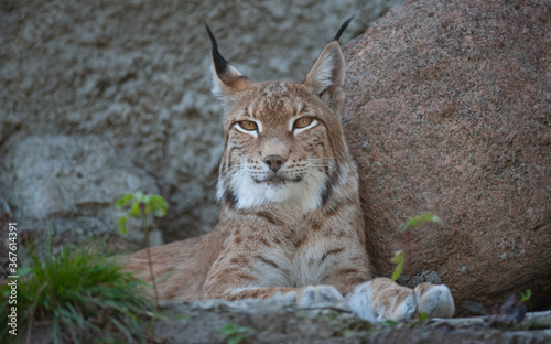 Obraz na płótnie Eurasian lynx Lynx closeup portrait w salonie