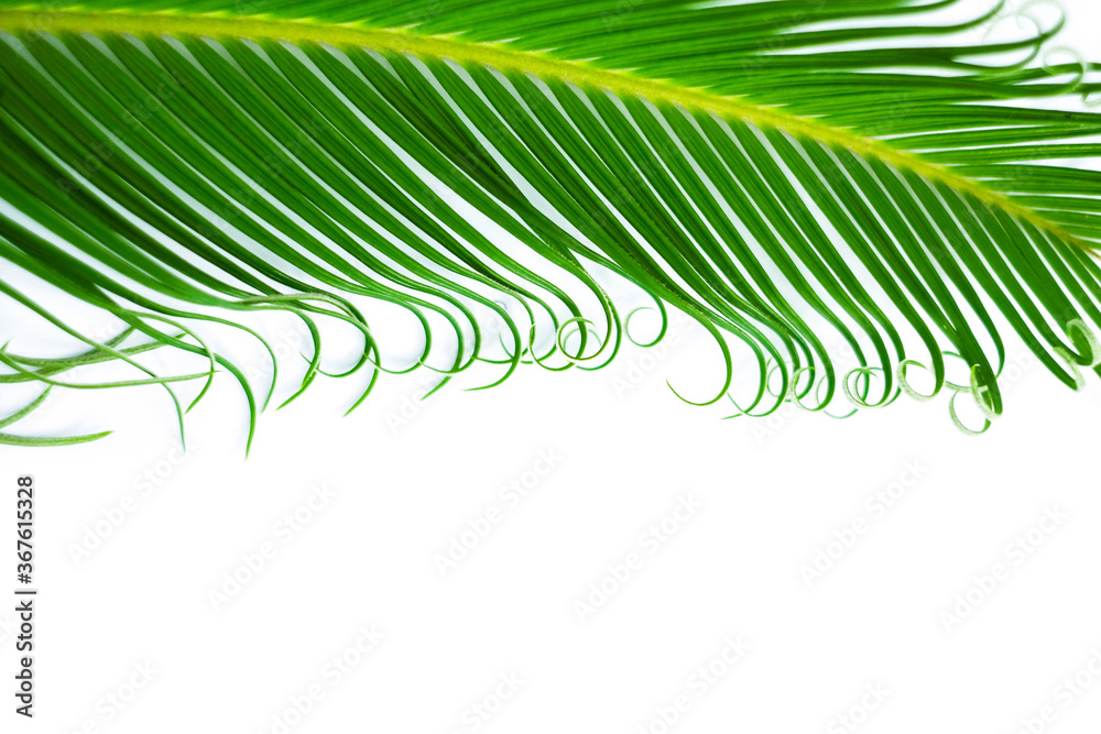 Frame with a green tropical leaf. Isolated on white. Frame with a green tropical leaf. Isolated on white.