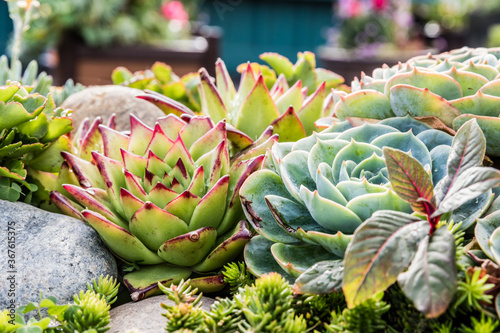 Bright tips of succulents photo