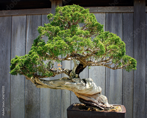 bonsai tree against a wooden fence photo