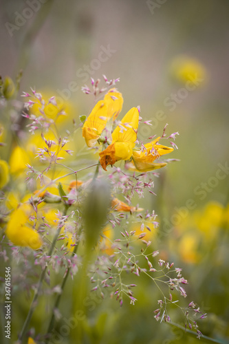 butterfly on a flower