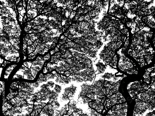 Looking up into a tree canopy