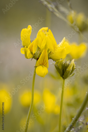yellow flower in the field