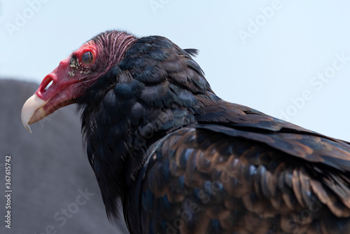 Profilo di avvoltoio testa rossa