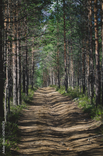 The pine forest and the path with bright shadows © Roman