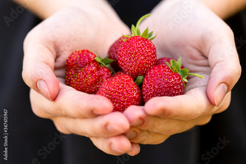 Fresh strawberries in the palms of the girl on a black background. Farmed organic food. Healthy eating.