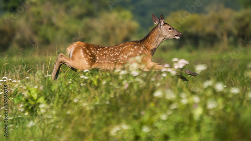  Jeleń szlachetny, deer,(Cervus elaphus)