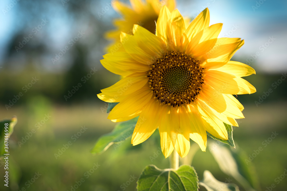 Sunflower on the background of greenery in the sun. Agricultural culture, summer background. The concept of agriculture and the beauty of nature. Sunflower on the background of greenery in the sun. Agricultural culture, summer background. The concept of agriculture and the beauty of nature.