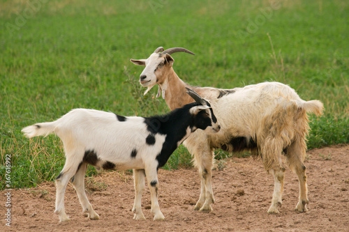 Rural scenic. Goat and lamb in the grassland. 