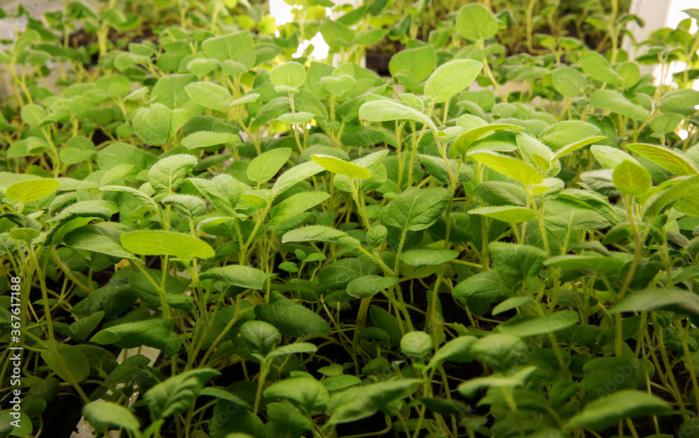 Sprouts of different plants in a greenhouse in pallets. The topic of business in the agronomy industry. Food growing industry for sale. Eco products without gmo