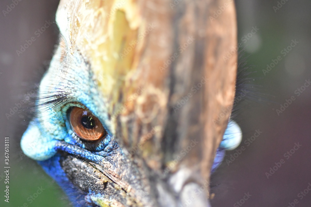 Obraz premium CASUARIO