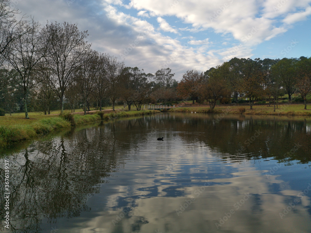 Beautiful morning view of a still pond in a park with stunning reflections of blue puffy sky and tall trees, Fagan park, Galston, Sydney, New South Wales, Australia