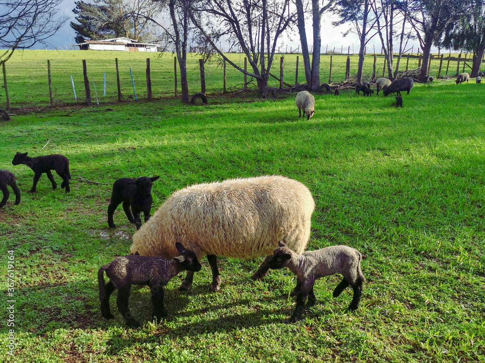 Fototapeta premium sheep and lambs