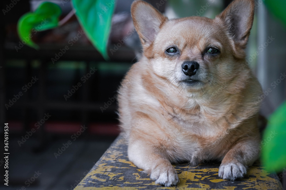 Fat short-haired chihuahua dog lying on bench outdoor. Stock Photo | Adobe  Stock